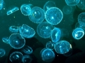 crystal-jelly-gfp-glowing-animals_11833_600x450