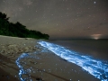 glowing-waves-bioluminescent-ocean-life-explained-scintillans_50152_600x450